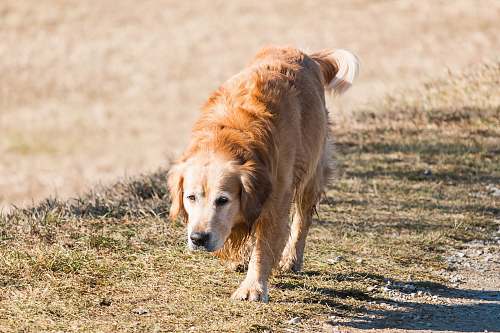golden retriever adult golden retriever walking on ground near outdoor during daytime mammal